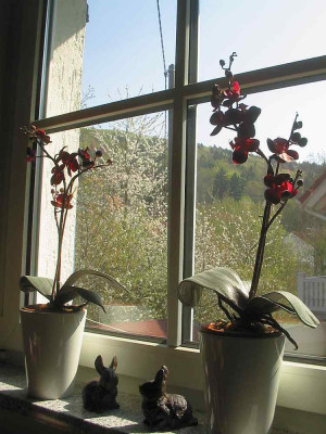 Plastik-Orchideen.jpg