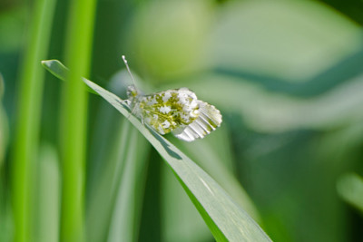 Schmetterling-Apr2011.jpg