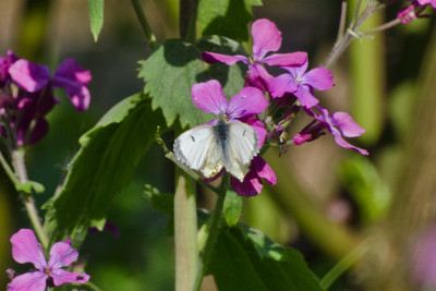 Schmetterling-Apr2011-2.jpg