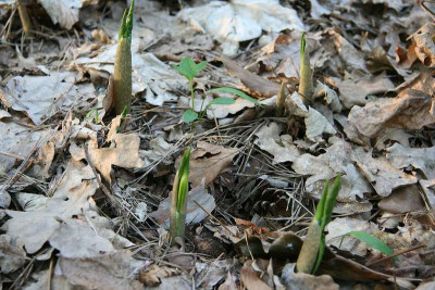 Arisaema2011IMG_7197jpg.jpg