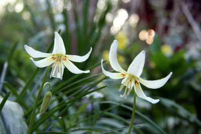 Erythronium_White_BeautyIMG_7189jpg.jpg