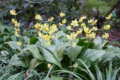 Erythronium_PagodeIMG_7191jpg.jpg
