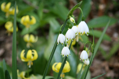 Leucojum_aestivum_Gravetye_Giant_WingIMG_7204jpg.jpg