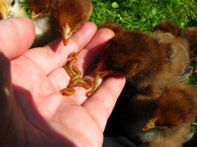 kuken_mehlwurm.jpg