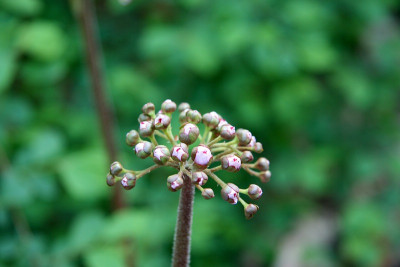 Peltiphyllum_peltatumIMG_7213jpg.jpg