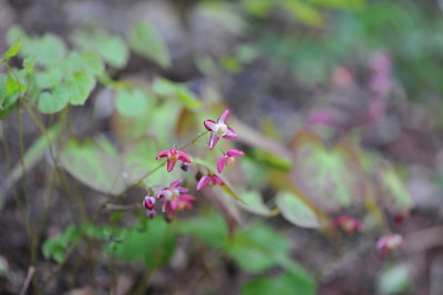 Epimedium_x_rubrum.jpg