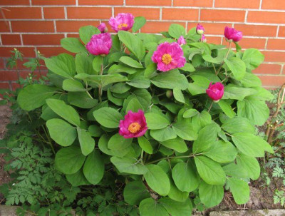 Paeonia_daurica_1_2011.jpg