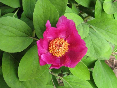 Paeonia_daurica_3_2011.jpg
