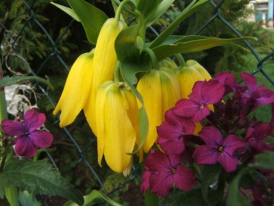 Frit_imp_Lunaria.JPG