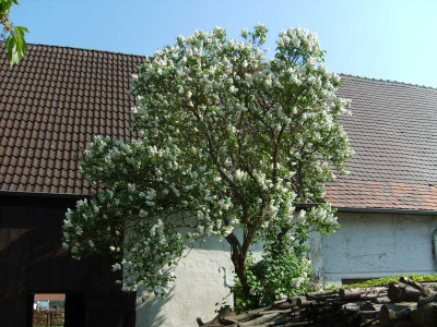 syringa_wei.jpg