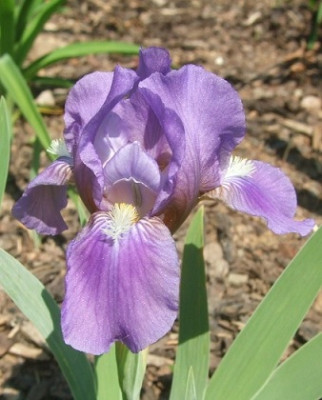 blauviolett__.jpg