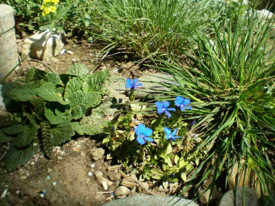 Gentiana_vernalis_2011ea.jpg