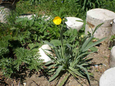 Ranunculus_gramineus_2011ea.jpg