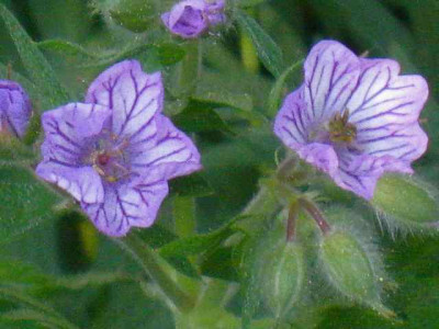 Geranium_tuberosum__IMG_8621.JPG