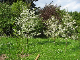 IMG_07291.JPG
