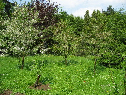 IMG_07341.JPG
