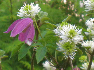 Federbusch_m._Clematis__IMG_8597.JPG