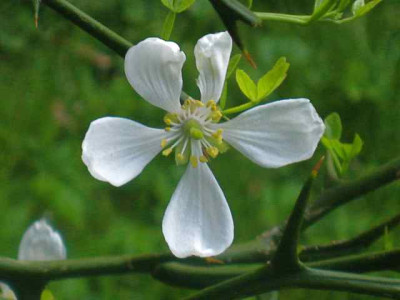 Poncirus_trifoliata__IMG_8594.JPG