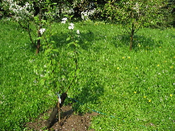 IMG_07331.JPG