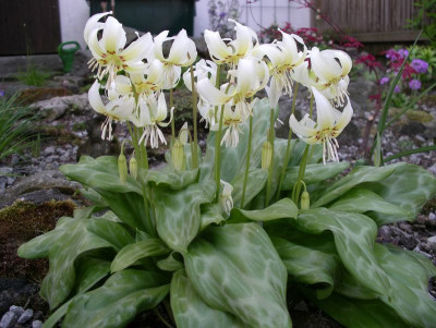 comp_Erythronium_californicum_White_Beauty_21.04.11.jpg