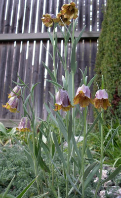 comp_Fritillaria_pyrenaica_21.04.11.jpg