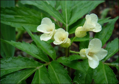 Cardamine_kitaibelii_Tx.JPG