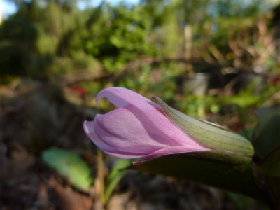 Trillium_grandiflorum_f._roseum.jpg