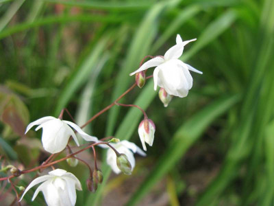 Epimedium_x_youngianum_Niveum_800x600.jpg