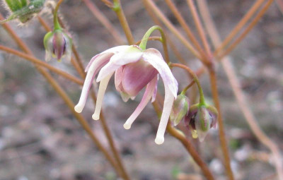 Epimedium_grandiflorum_Pseudo_Larchmont_2011.jpg