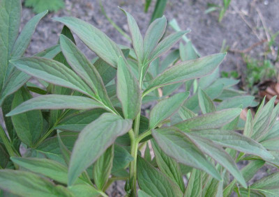 Paeonia_obovata_oder_was_sonst_800x600.jpg