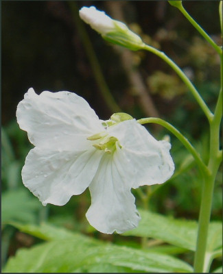 Cardamine_heptaphylla.jpg