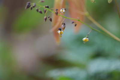 Epimedium_sagittatum_.jpg