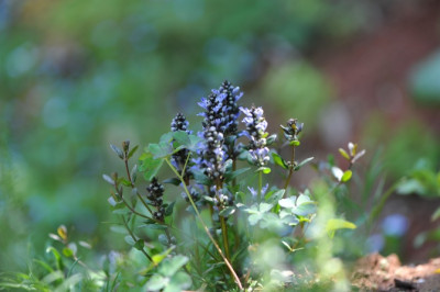 Ajuga_tenorii_Valfreda.jpg