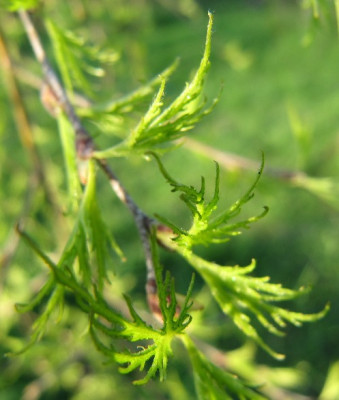 Betula_Trosts_Dwarf_110421.jpg