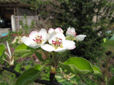 Blute_Kochbirne_110419.jpg