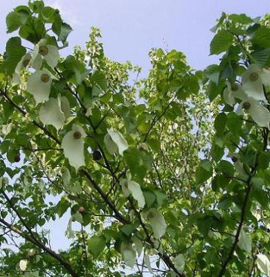 Taschentuchbaum2.JPG