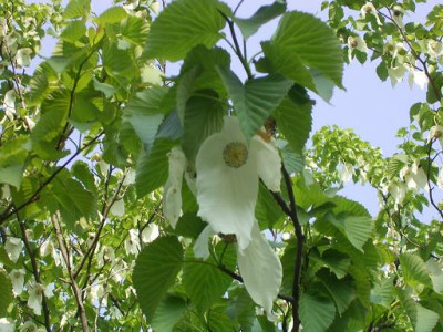 Taschentuchbaum3.JPG