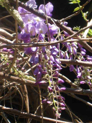 Wistaria_sinensis1__IMG_8626.JPG