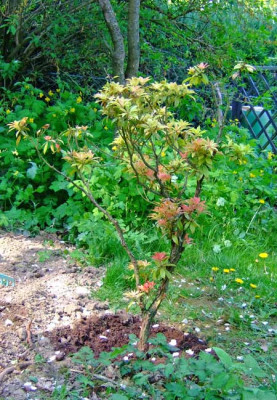 Pieris-umgesetzt.jpg