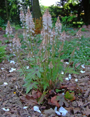 Tiarella-Ninja.jpg