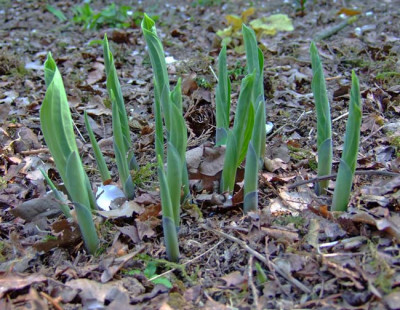 Hosta-Austrieb-GS.jpg
