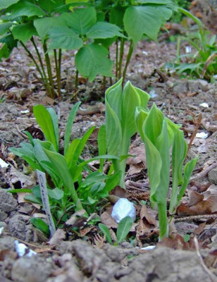 Hosta-Crusader.jpg