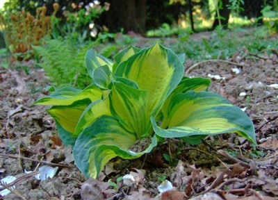 Hosta-Great-Expectations.jpg
