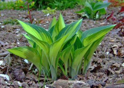 Hosta-June-frisch.jpg