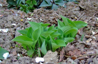 Hosta-Serendipity_Austriebv.jpg
