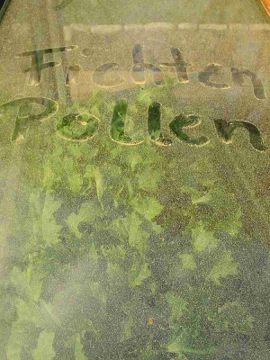 Fichtenpollen_22.04.11.jpg