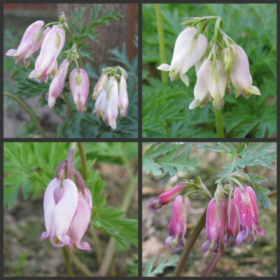 Dicentra_Samlinge_800x600.jpg