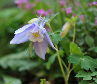Aquilegia_flabellata_x_caerulea.jpg