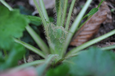 Meconopsis_x_sheldonii_Lingholme_Blutenknospe.jpg