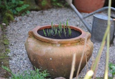 Hosta_im_neuen_Pott.jpg